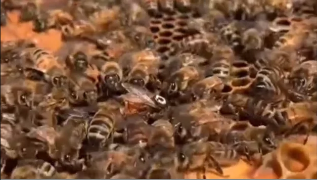 C/R: Two in critical condition, many injured after bees swarm funeral in Agona Otwiikrom